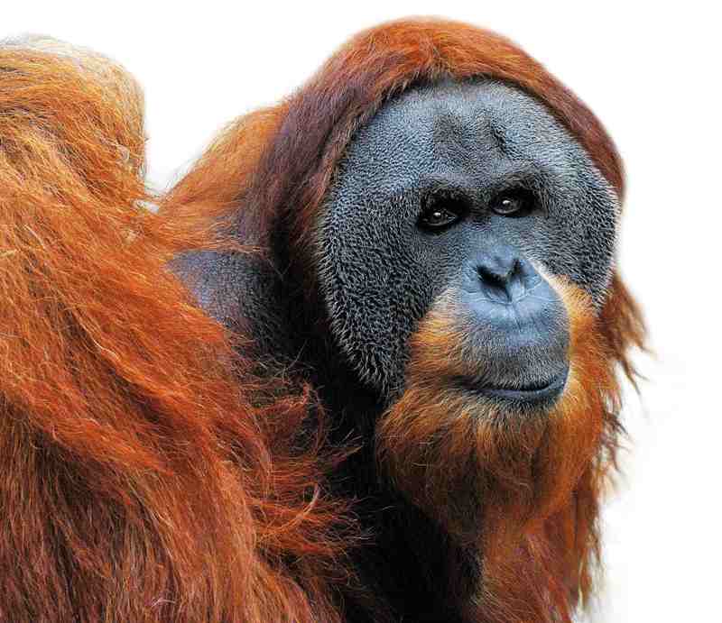 Orangutan Kama, foto (c) Dalibor Tichý